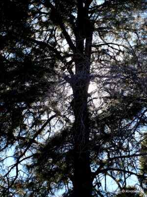 Image description