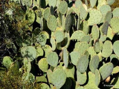 Image description