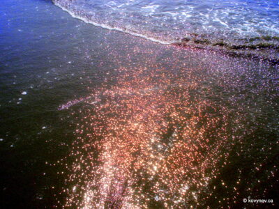 Image description