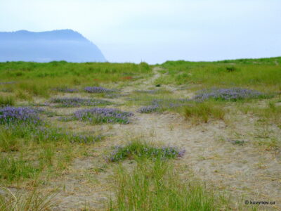 Image description