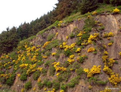 Image description