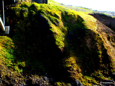 Image description