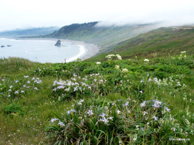 Image description