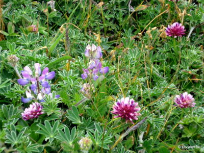 Image description