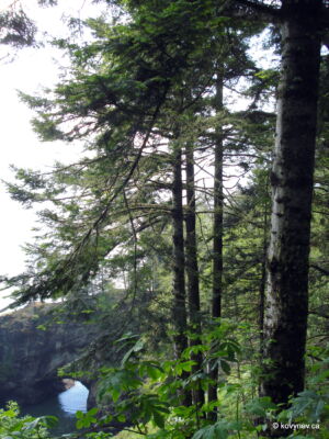 Image description