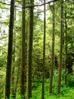 Image description